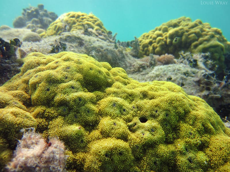 boulder coral - Caribbean Porites