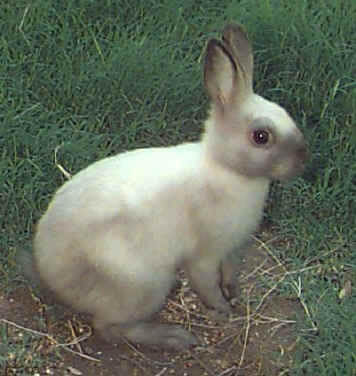 Brittania Petite Rabbit, Polish Rabbit