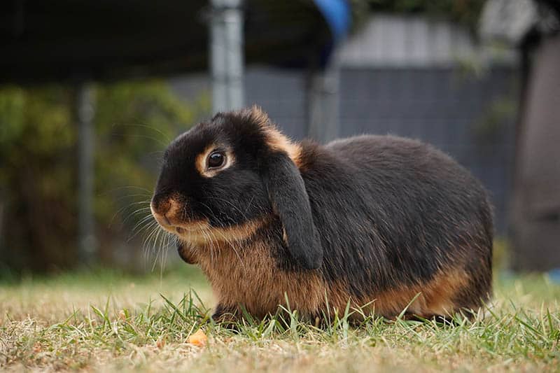 brown and tan dwarf lop rabbit on the grass