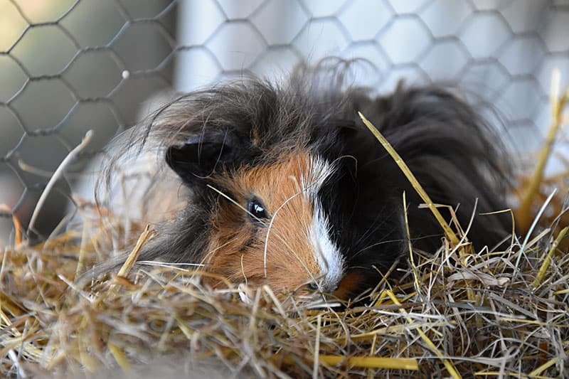brown black sheba guinea pig inside its cage