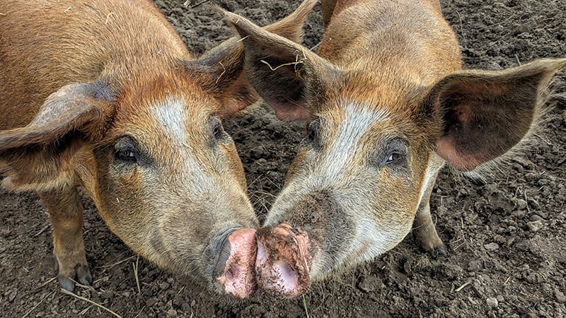 brown hairy pigs kissing