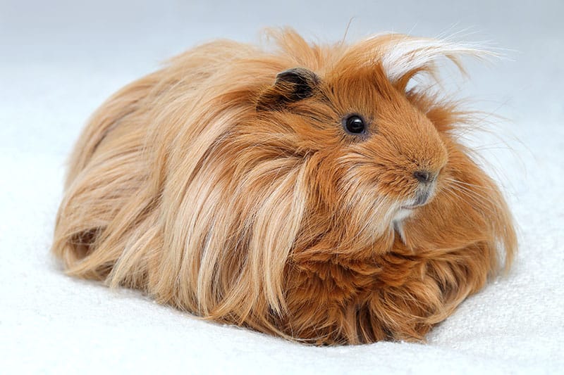 brown sheba guinea pig