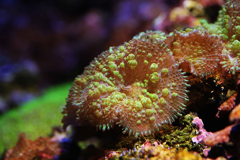 Bubble mushroom coral or Disc anemones in reef tank