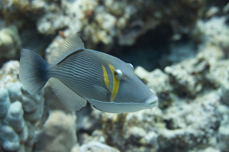Bursa Triggerfish on Coral Reef 