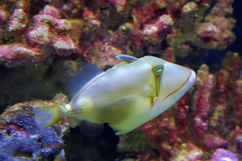 Bursa Triggerfish underwater