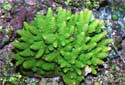 Click for more info on Green Fiji Acropora