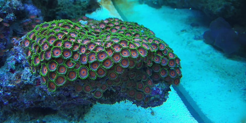 button polyps coral in a reef aquarium