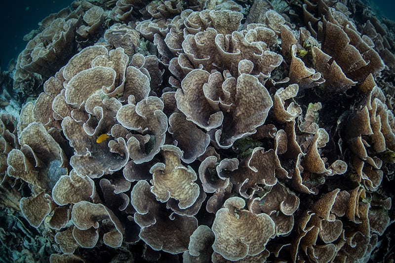 cabbage corals growing on a reef slope