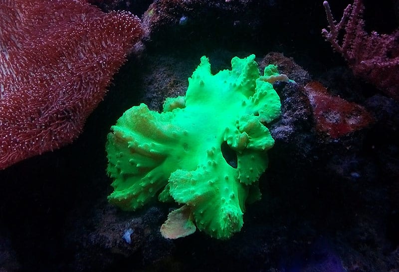 cabbage leather coral - Sinularia dura Oceanariums Kiev