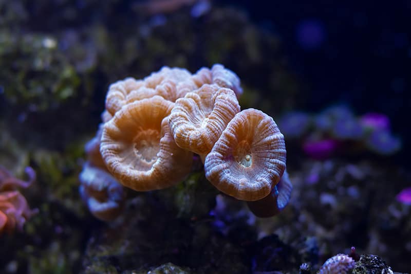 candy cane coral or bulleyes coral in nano reef aquarium