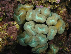 Picture of a Candycane Coral