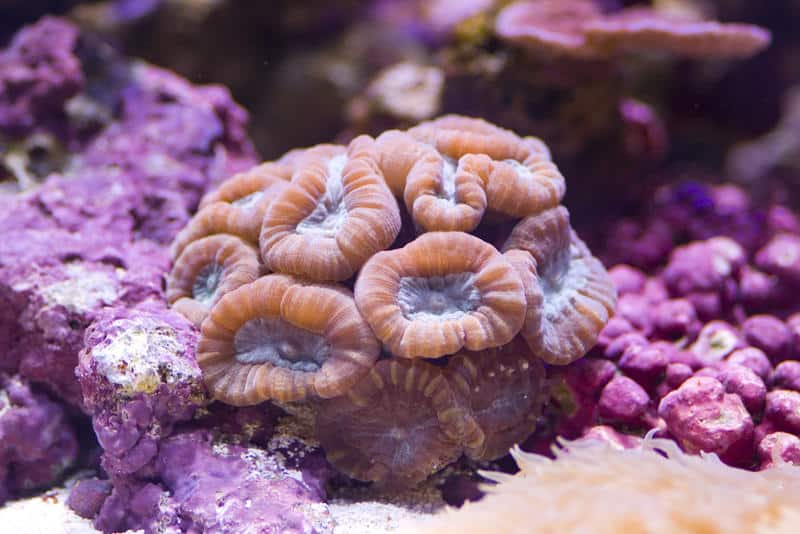 Caulastrea echinulata Trumpet Coral