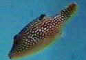 Picture of a Sharpnosed Puffer Canthigaster solandri
