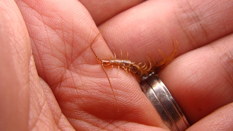 centipede on person's hand