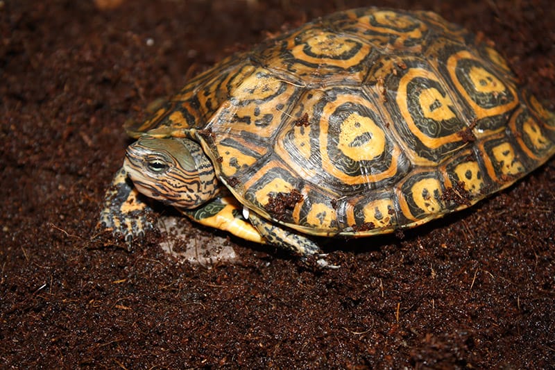 central american ornate wood turtle