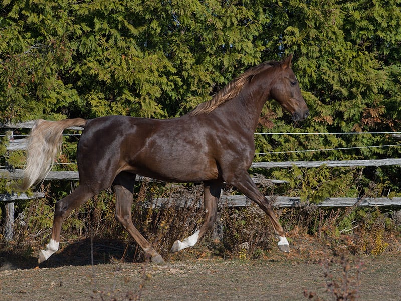 chestnut american saddlebred horse trotting