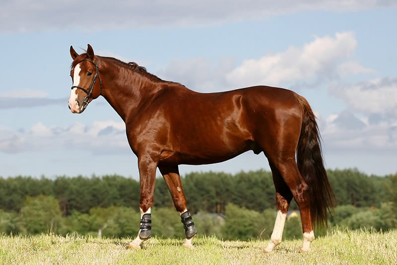 chestnut oldenburger stallion