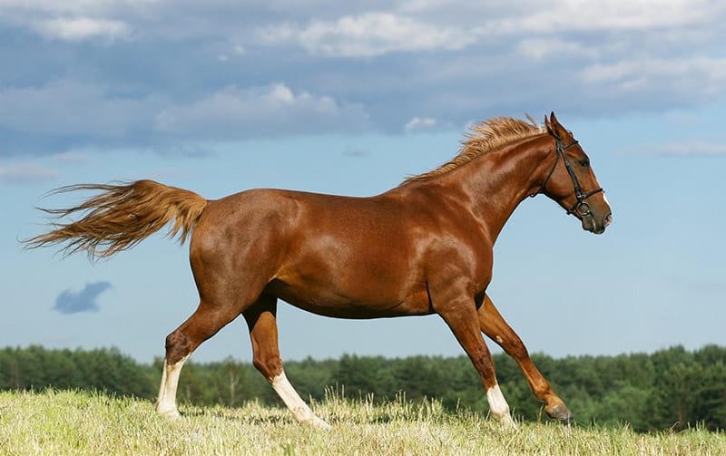 chestnut oldenburger mare horse