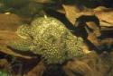Click for more info on Bristlenose Catfish