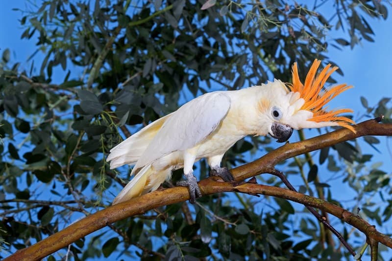 citron crested cockatoo perching