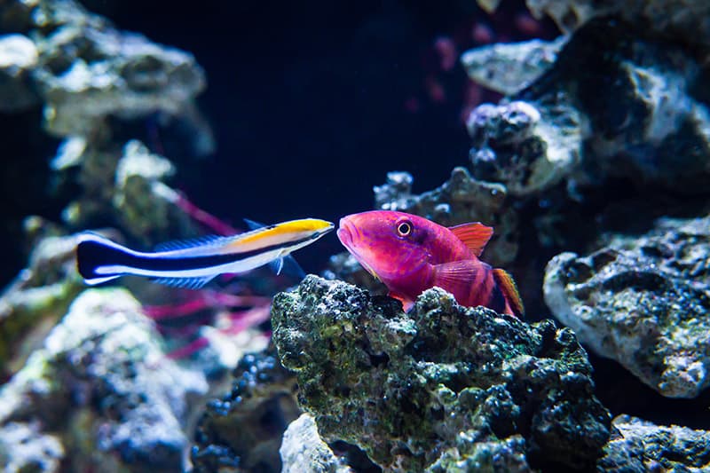 Cleaner Wrasse cleaning a Long-Barbel Goatfish