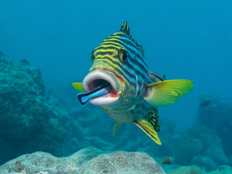 Cleaner Wrasse inside the mouth of Oriental Sweetlips fish