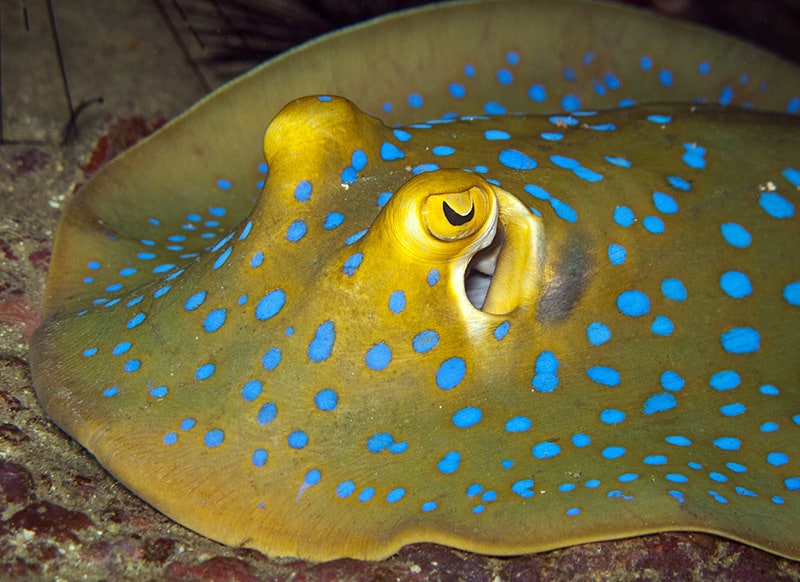 close up blue-spotted ray