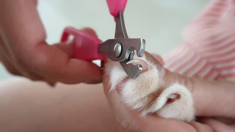 close up clipping cat nails