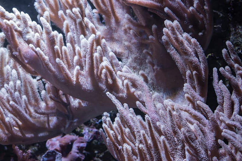 Close up Colt Coral
