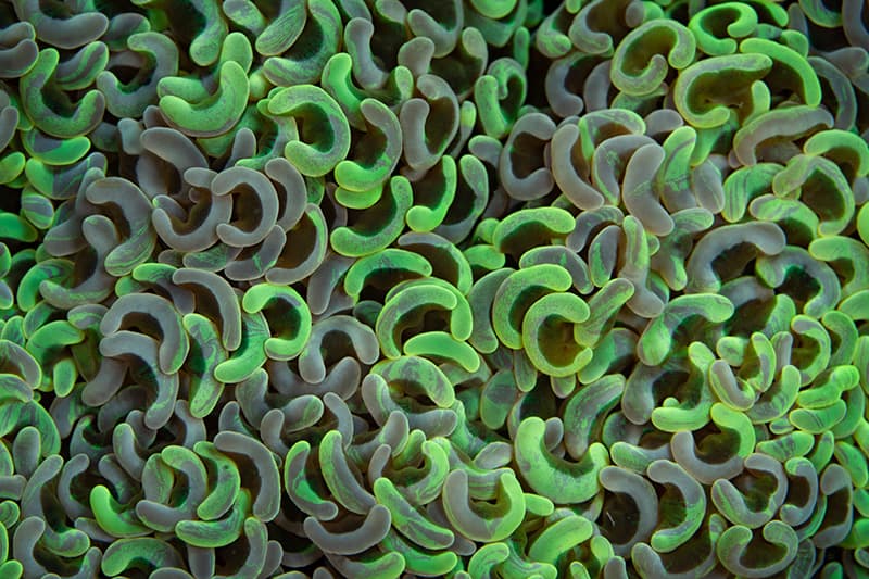 close up detail of anchor coral