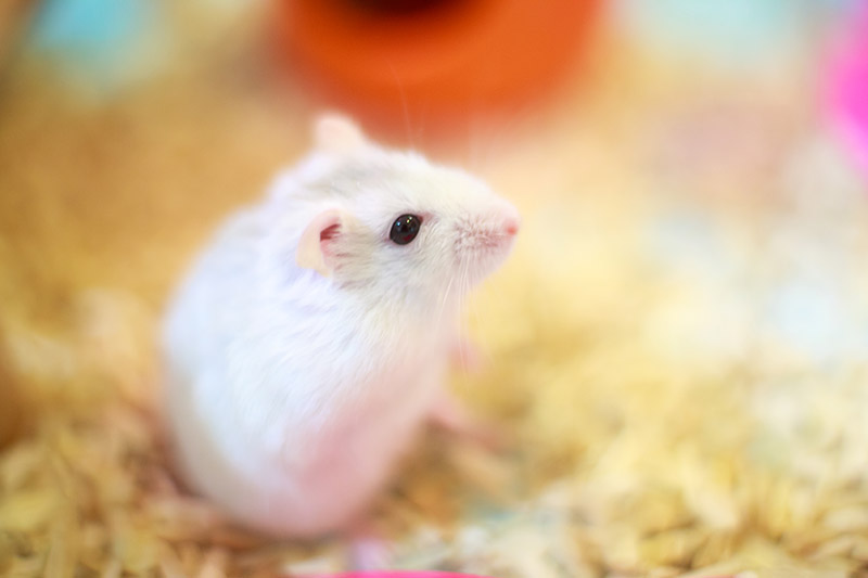 close up dwarf winter white hamster in the cage