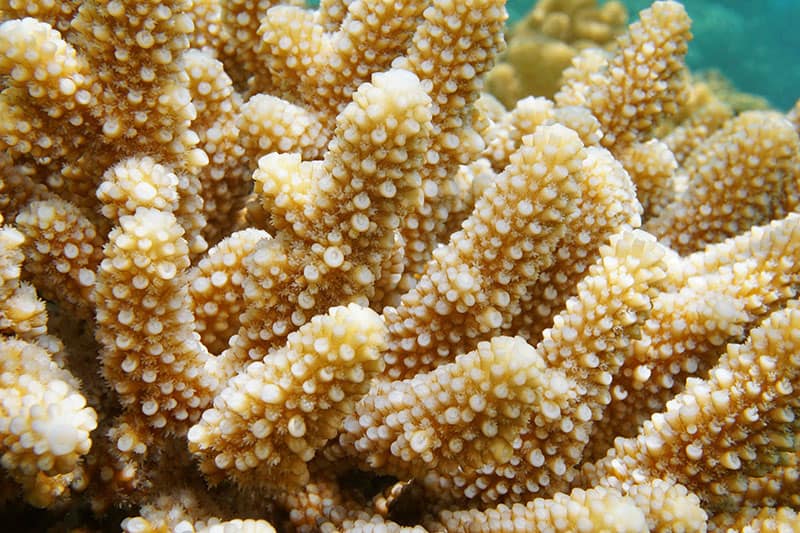 close up finger staghorn coral