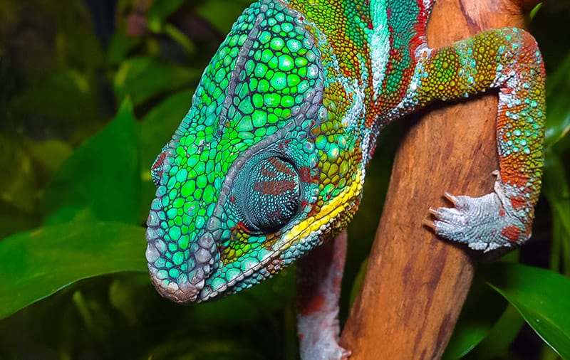 close up graceful chameleon sleeping