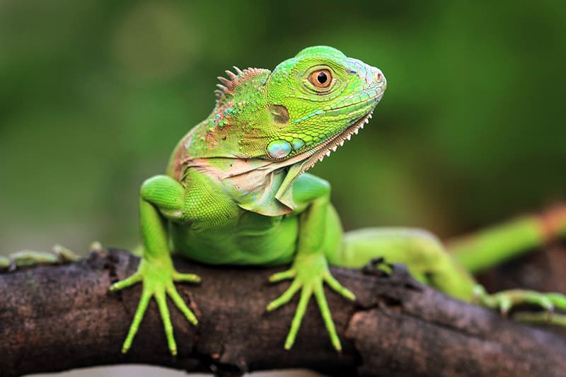 close up Green Iguana