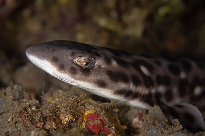 close up marbled cat shark or coral cat shark