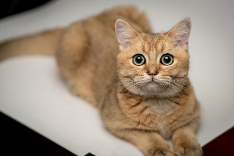 close up of golden british shorthair cat