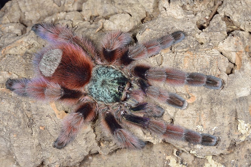 close up pinktoe tarantula