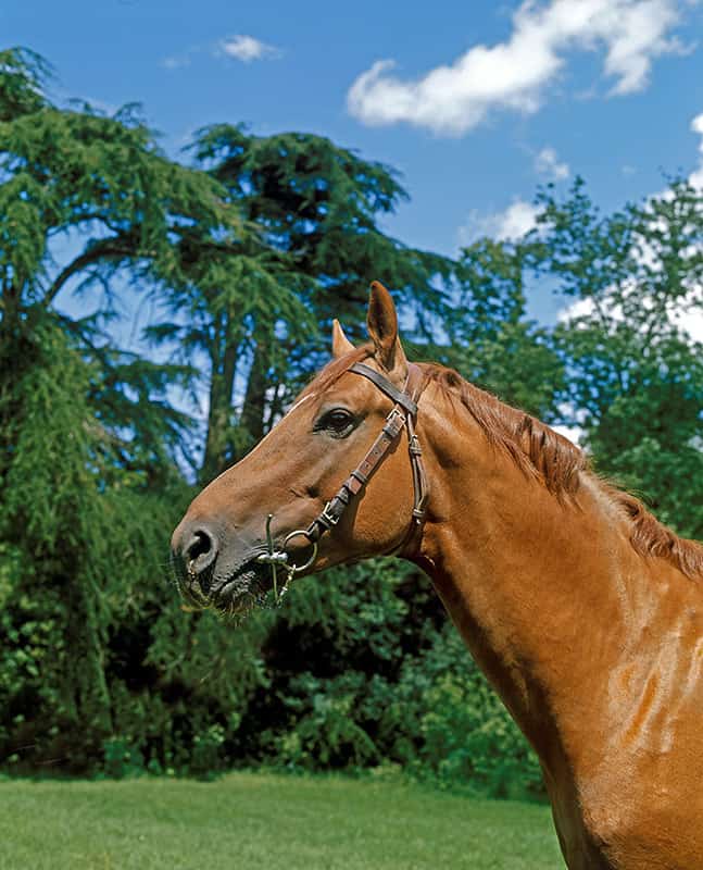 close up Selle Francais Horse