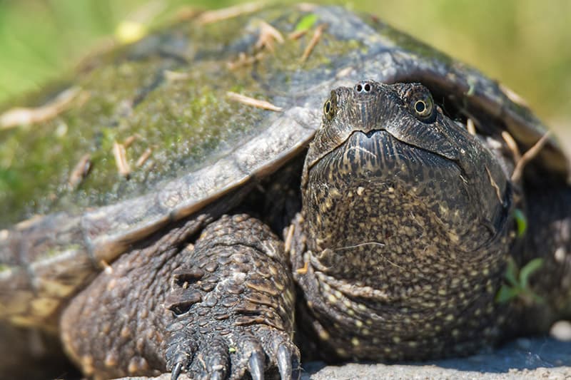 close up Common Snapping Turtle