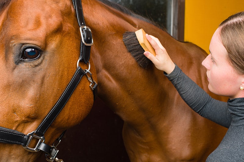 close up woman brushing horse