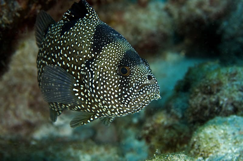 clown grouper or Spotted soapfish