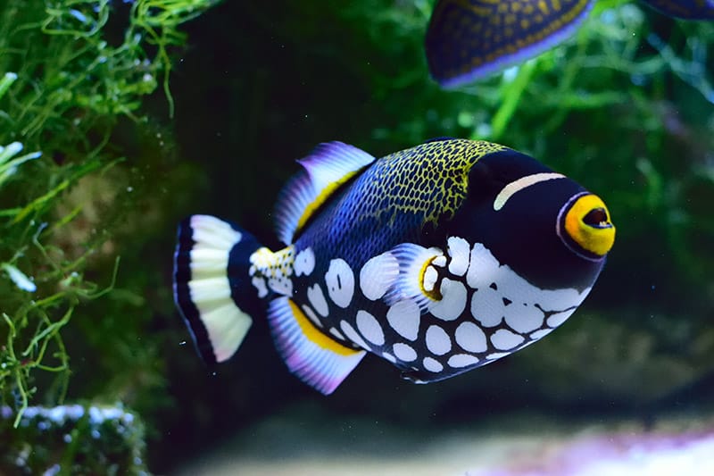 Clown Triggerfish underwater