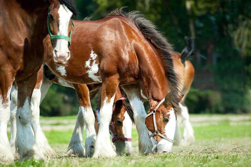 Clydesdale horses grazing