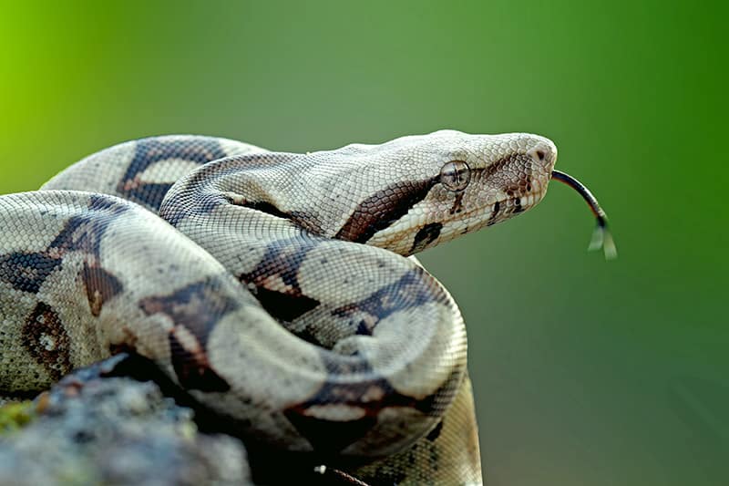 colombian boa constrictor close up