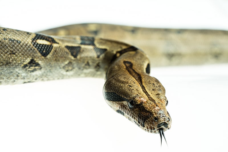 Colombian Boa constrictor Snake