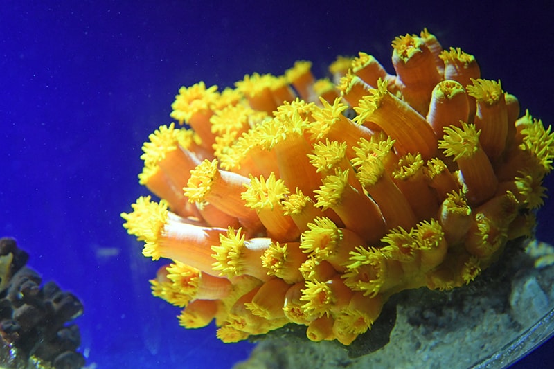 Colony of yellow zoanthis or colonial yellow polyps underwater