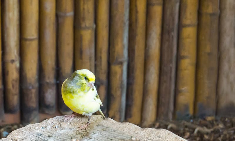 color bred canary bird