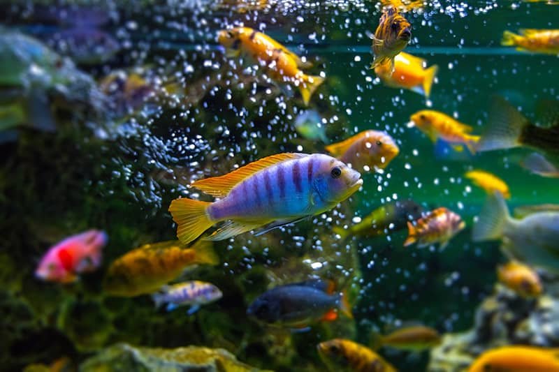 colorful african cichlids