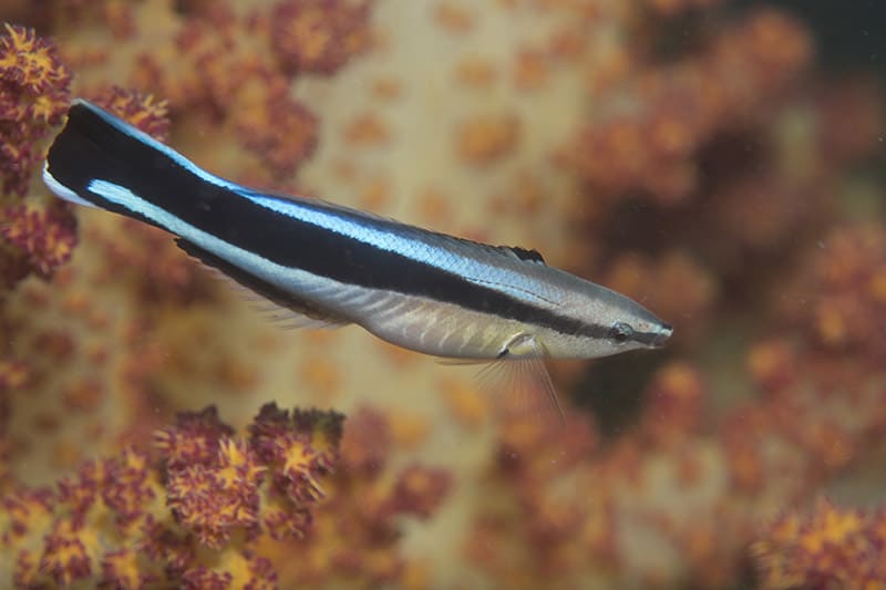 common cleaner wrasse