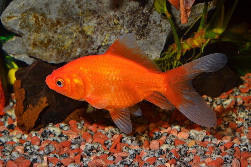 common goldfish